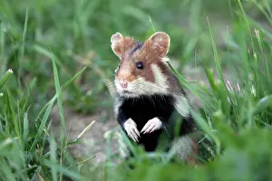 Cricetus: European / Common hamster - In grass