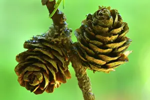 Cones: European / Common Larch ripe cone Autumn