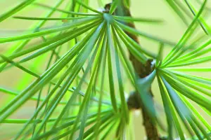 Freshly: European / Common Larch young and freshly
