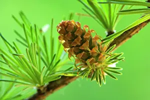 Cones: European / Common Larch young and green cone Spring