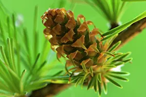 Cones: European / Common Larch young and green cone Spring