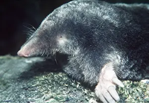 Showing: European / Common MOLE - Close-up head, showing