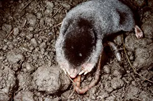 Worms: European / Common MOLE - eating earthworm