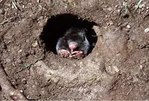 Worms: European / Common MOLE - Eating worm in hole