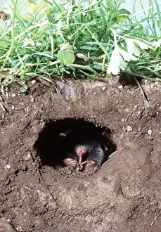 Worms: European / Common MOLE - Eating worm in hole