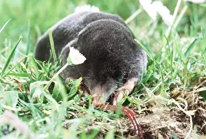 Worms: European / Common MOLE - Eating worm on surface