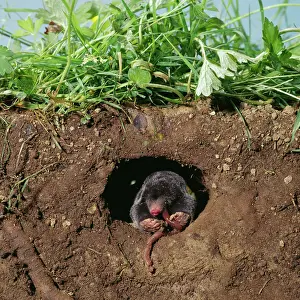 Home: European / Common MOLE - eats worm in hole underground