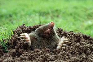 Moles: European / Common MOLE - emerging from burrow