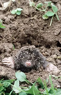 Digging: European / Common MOLE - emerging from ground, showing