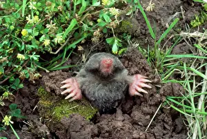 Moles: European / Common MOLE - emerging from hole, showing