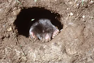 Holes: European / Common MOLE - In hole underground