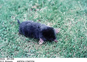 Insectivore: European / Common MOLE - on lawn