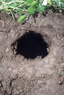 Holes: European / Common MOLE - Mole hole