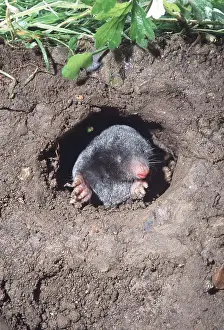 Burrows: European / Common MOLE - peers out of hole