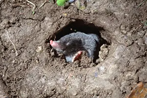 Digging: European / Common MOLE - pushing earth with feet
