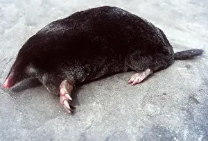 Showing: European / Common MOLE - showing spade-like feet