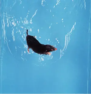 Moles: European / Common MOLE - swimming
