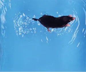 Moles: European / Common MOLE - swimming