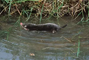Insectivores: European / Common MOLE - Swimming in river