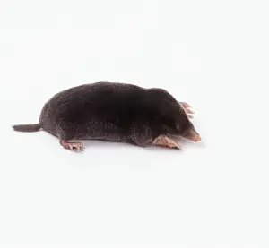 Moles: European / Common MOLE - on white background