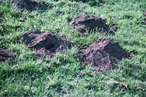 Moles: European / Common MOLEHILLS in field