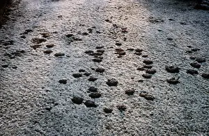 Elizabeth Bomford: European / Common MOLEHILLS in frost