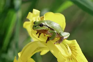 Irises: European / Common TREEFROG - on yellow iris / yellow flag