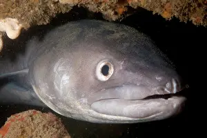Poole: European Conger