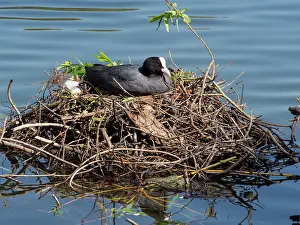 Coots: European Coot
