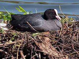 Coots: European Coot