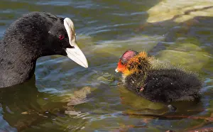 Coots: European Coot