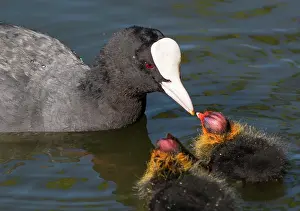 Coots: European Coot