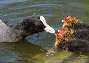 Coots: European Coot