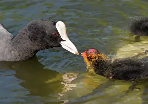 Coots: European Coot