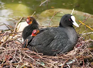 Coots: European Coot adult on nest with chicks urban pond