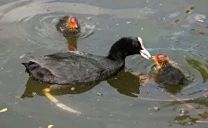 Coots: European Coot chicks being fed pond snails urban pond
