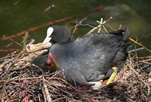 Coots: European Coot on nest with eggs & chick urban pond