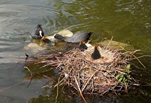 Coots: European Coot parents feeding chicks beside nest