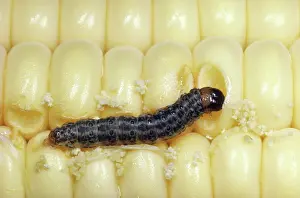 Larval: European Corn Borer