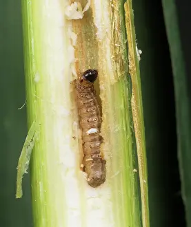 Edward: European corn borer caterpillar