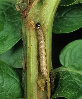 Tuberosum: European corn borer caterpillar