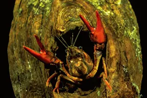Crayfish: European Crayfish (Astacus astacus) looks from root