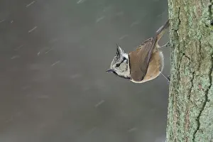 Gooi: European Crested Tit