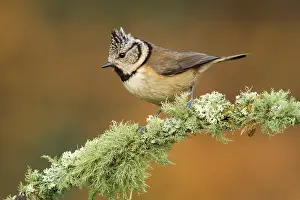 Capuchino: European Crested Tit - adult perched on a branch