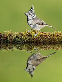 Hairstyle: European Crested Tit adult perched on moss with reflection