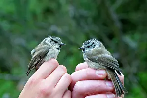 Nylon: European Crested Tit in the hand ringing