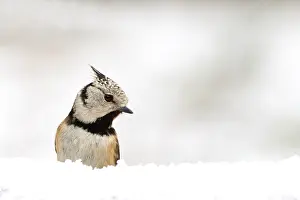 Nationaal: European Crested Tit (Lophophanes Cristatus) in