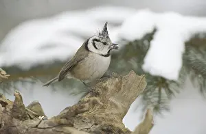 Grocery: European Crested Tit (Lophophanes cristatus)