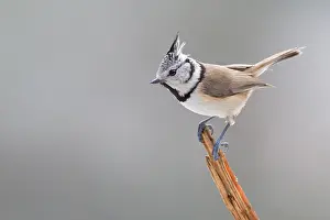 Nationaal: European Crested Tit (Lophophanes Cristatus) cl