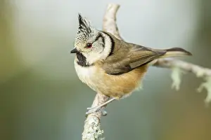 Lophophanes: European Crested Tit perched on branch
